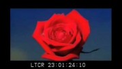 Lana Del Rey – Carmen